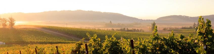 Home page banner of a scenic view 