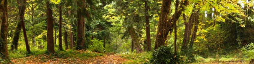 Welcome To The District Attorney S Office Polk County Oregon Official Website