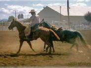 Cowboy working the Arena