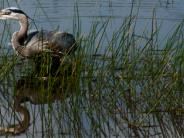 Blue Heron -- Photographer:  Janene Thomson