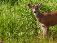 Deer in Basket Slough -- Photographer: Janene Thomson