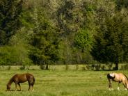 Horses at Ritner Park -- Photographer: Janene Turner