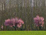Spring Trees -- Photographer: Janene Thomson