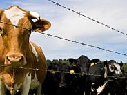 Cattle -- Photographer: Janene Thomson