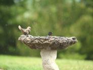 Bird Drinking from Fountain -- Photographer:  Dawn Feldman