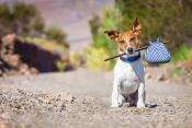 small dog on road with bag