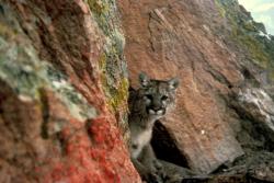 Polk County wildlife (bobcat)