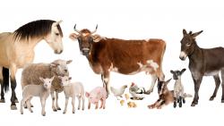 An image of farm animals 