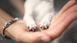 Image of paws and human hands
