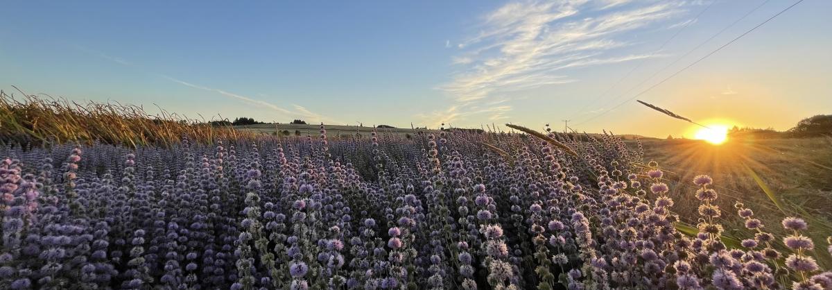 Baskett Slough, photo taken by E Miller Photography