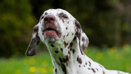 what is the law about dogs barking